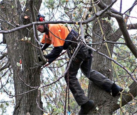 tree removal service