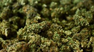 Cannabis 