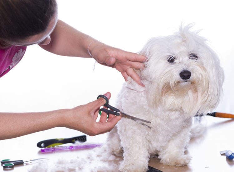 Pet Grooming
