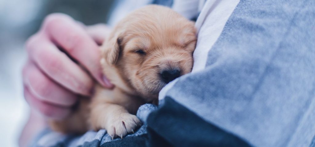 Veterinary