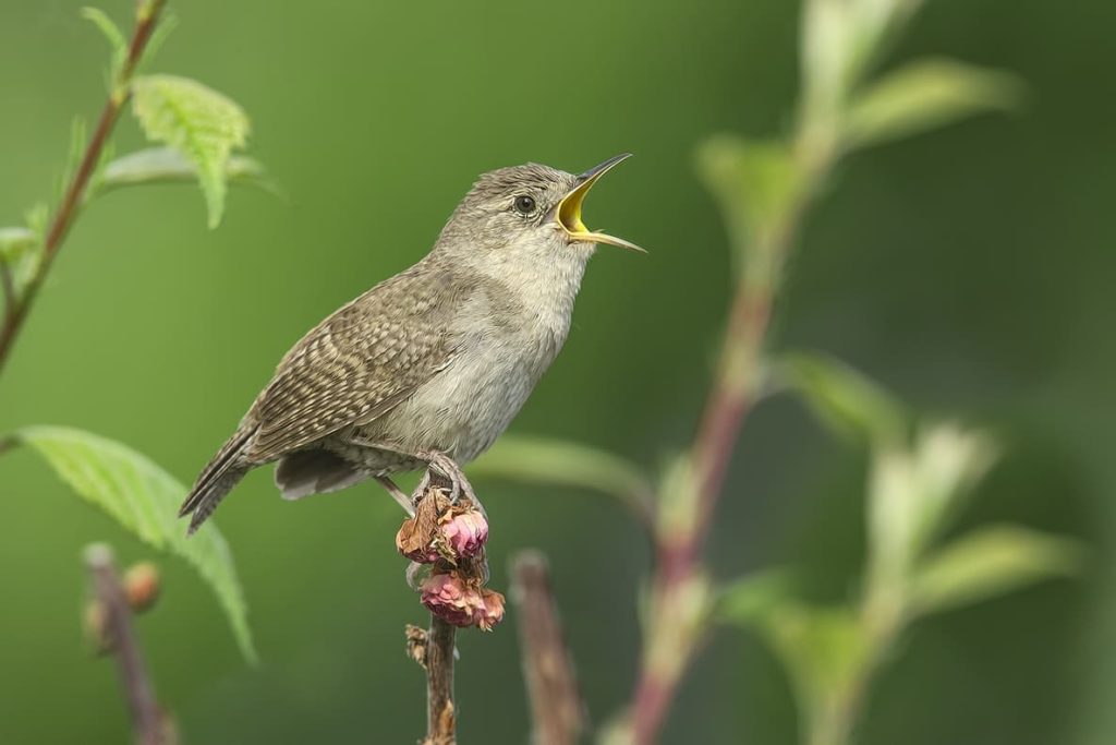 Gardening Bird Seed Ideas