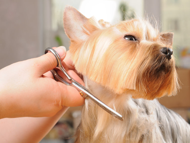 pet grooming
